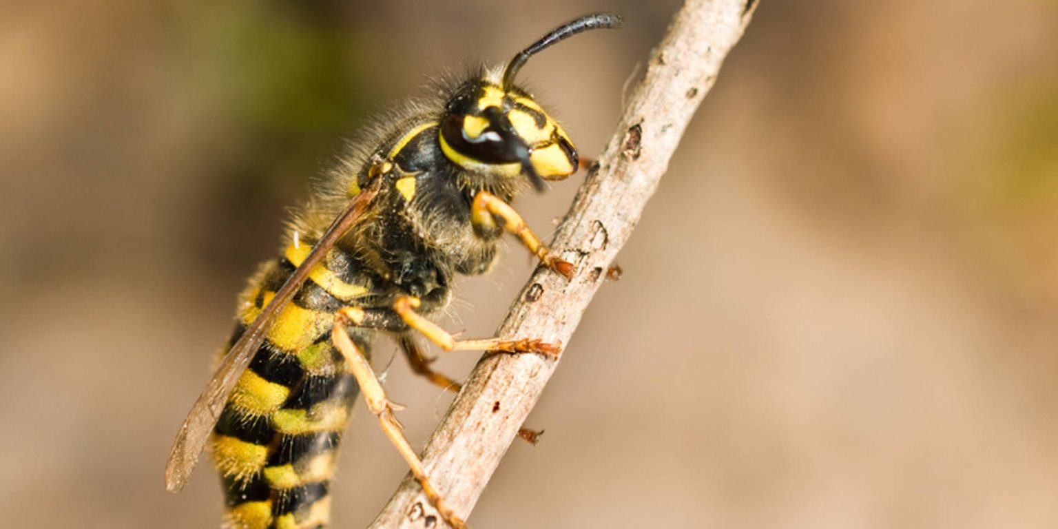 Wespe Verschluckt Ohne Es Zu Merken Wespe verschluckt – was nun? - Sonnen-Apotheke, Bergkamen